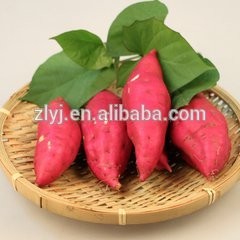 Delicious frozen IQF bulk sweet potato with Grade A