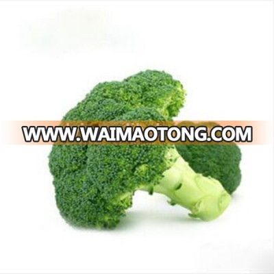 100% natural best frozen broccoli florets vegetable for sale