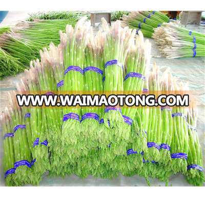 Wholesale frozen fresh bulk asparagus of China